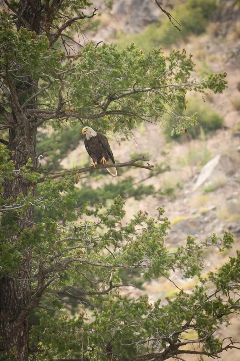 bald eagle