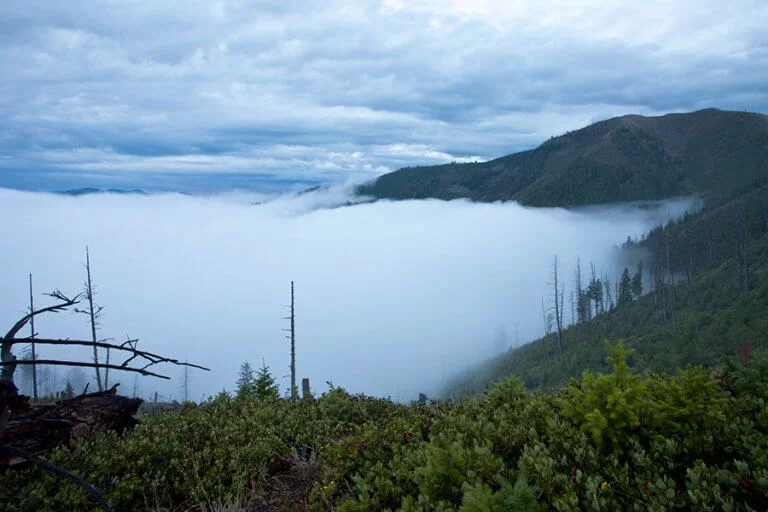 Foggy view